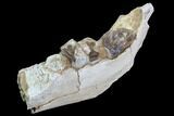 Hyracodon (Running Rhino) Jaw Section - South Dakota #90258-2
